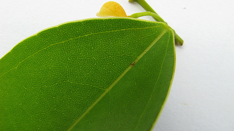 Image of Anomospermum reticulatum (C. Martius) Eichler