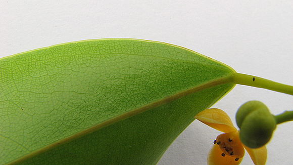 Image of Anomospermum reticulatum (C. Martius) Eichler