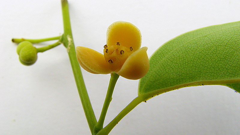 Image of Anomospermum reticulatum (C. Martius) Eichler