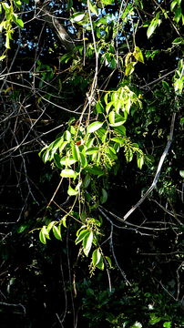 Image of Anomospermum reticulatum (C. Martius) Eichler