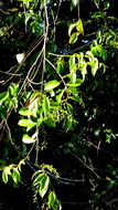 Image of Anomospermum reticulatum (C. Martius) Eichler