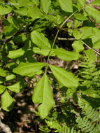 Слика од Fraxinus latifolia Benth.