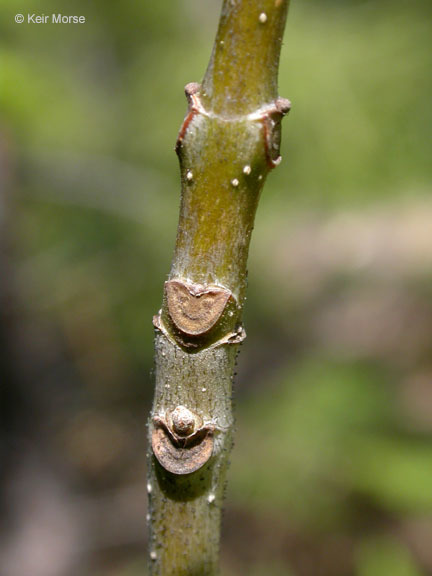 Слика од Fraxinus latifolia Benth.