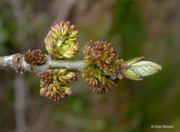 Слика од Fraxinus latifolia Benth.