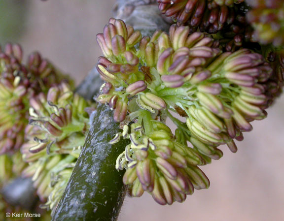 Слика од Fraxinus latifolia Benth.