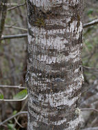 Слика од Fraxinus latifolia Benth.