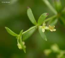 Image of graceful bedstraw