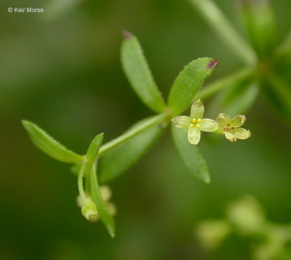 Image of graceful bedstraw