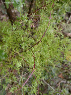 Image of graceful bedstraw