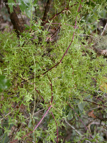 Image of graceful bedstraw