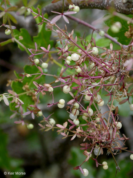 Image of graceful bedstraw