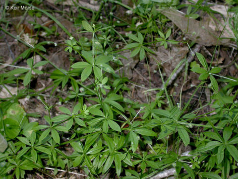 Image of fragrant bedstraw