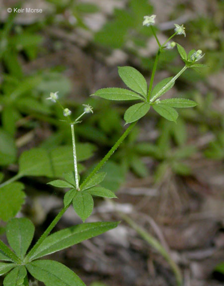 Image of fragrant bedstraw