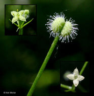 Image of fragrant bedstraw