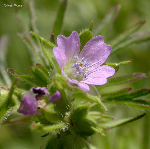 Imagem de Geranium dissectum L.