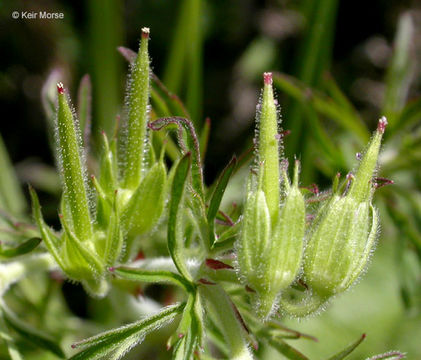 Plancia ëd Geranium dissectum L.