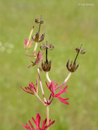 Plancia ëd Geranium dissectum L.