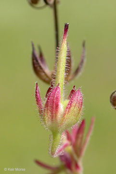 Plancia ëd Geranium dissectum L.