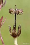 Plancia ëd Geranium dissectum L.