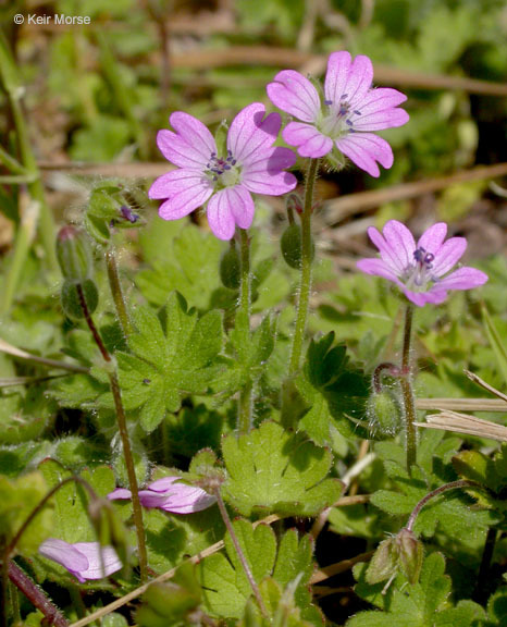 Image of dovefoot geranium