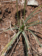 Image of Klamath rushlily