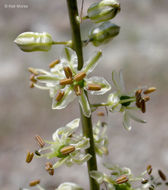 Image of Klamath rushlily