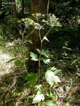 Image of common cowparsnip