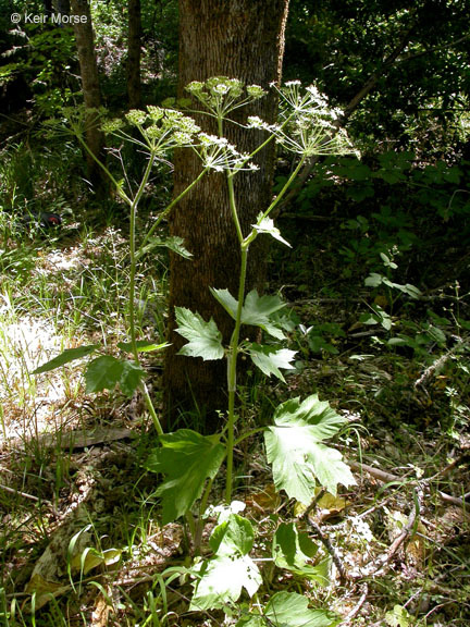 Plancia ëd <i>Heracleum maximum</i>