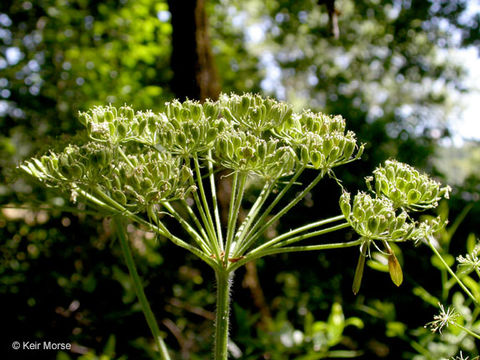 Image of common cowparsnip