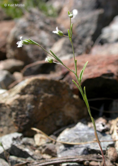 Image of smallflower dwarf-flax