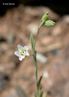 Image of smallflower dwarf-flax