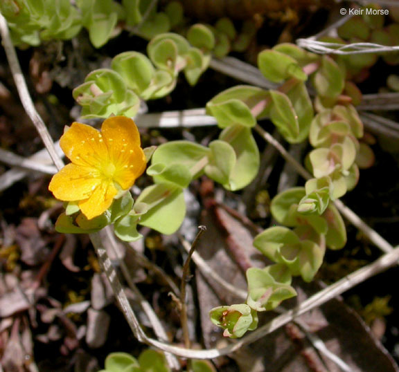 Image de Hypericum anagalloides Cham. & Schltdl.