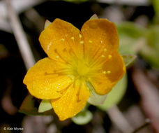 Image de Hypericum anagalloides Cham. & Schltdl.