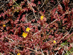 Image de Hypericum anagalloides Cham. & Schltdl.