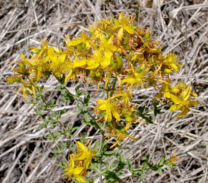 Image of St John's wort