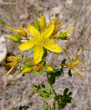 Image of St John's wort