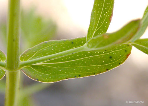 Image of St John's wort