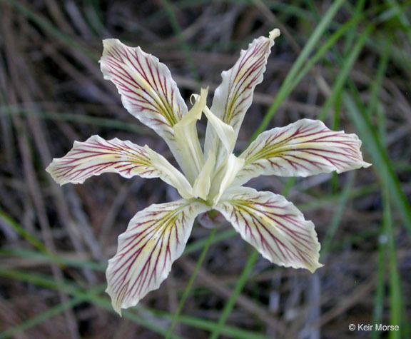 Plancia ëd Iris chrysophylla Howell