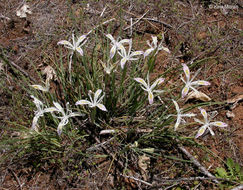 Plancia ëd Iris chrysophylla Howell