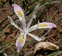 Plancia ëd Iris chrysophylla Howell