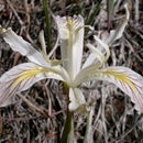 Image of yellowleaf iris