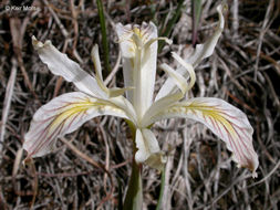 Image de Iris chrysophylla Howell