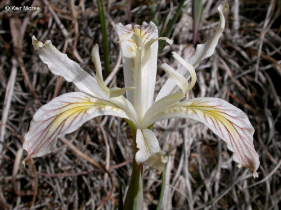 Plancia ëd Iris chrysophylla Howell