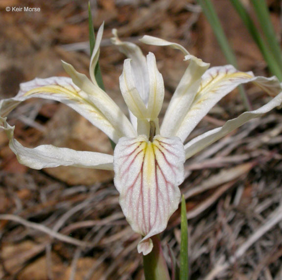 Plancia ëd Iris chrysophylla Howell