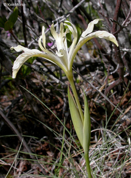 Plancia ëd Iris chrysophylla Howell