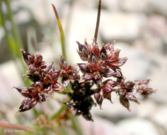 Image of Jointed Rush