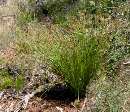 صورة Juncus effusus subsp. pacificus (Fern. & Wiegand) Piper & Beattie