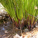 Imagem de Juncus effusus subsp. pacificus (Fern. & Wiegand) Piper & Beattie