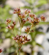 Juncus ensifolius Wikström resmi