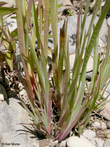 Juncus ensifolius Wikström resmi